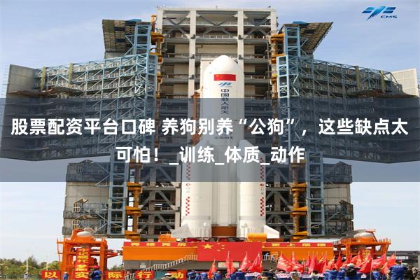 股票配资平台口碑 养狗别养“公狗”，这些缺点太可怕！_训练_体质_动作