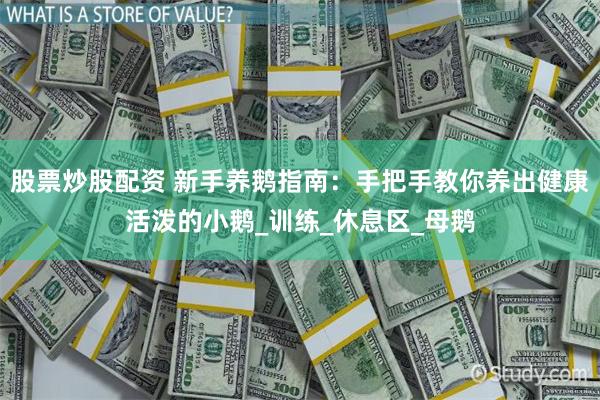 股票炒股配资 新手养鹅指南：手把手教你养出健康活泼的小鹅_训练_休息区_母鹅
